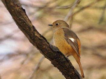 Daurian Redstart 尼崎市農業公園 Sat, 1/7/2023