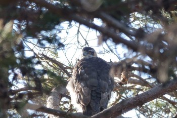 Eurasian Goshawk 井頭公園 Mon, 1/9/2023