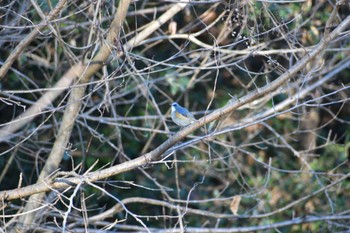 Red-flanked Bluetail 愛知県森林公園 Tue, 1/3/2023