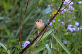 Plain Prinia 三義 Wed, 3/28/2018