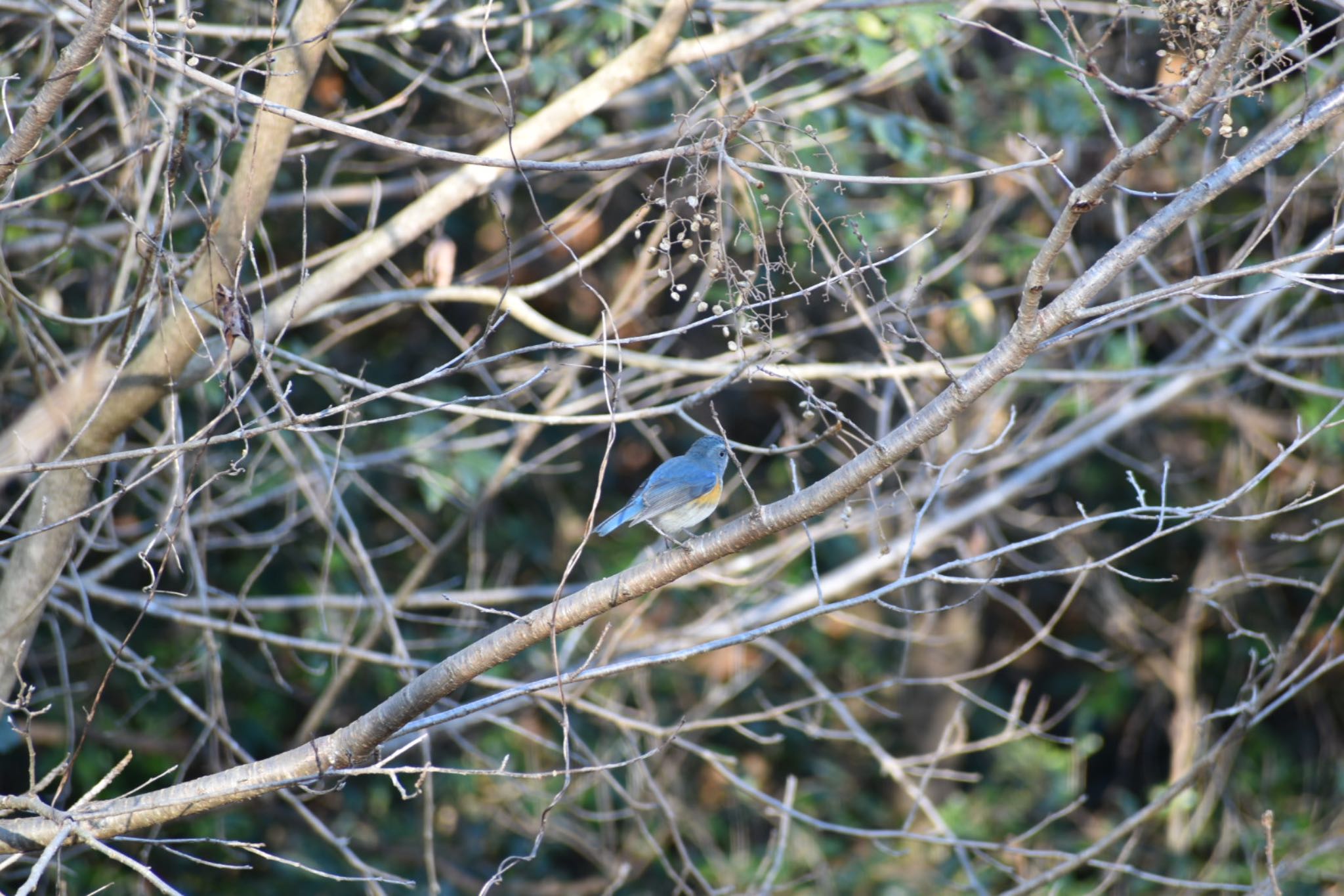 Red-flanked Bluetail