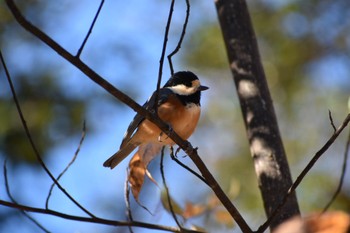 Varied Tit 愛知県森林公園 Tue, 1/3/2023