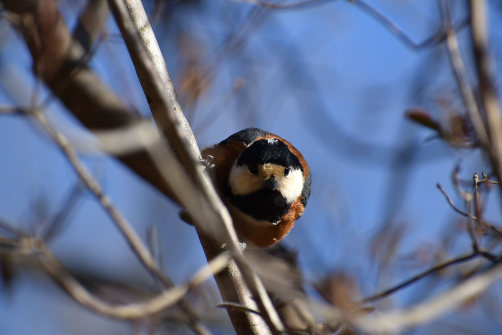 Photo of Varied Tit at 愛知県森林公園 by roro