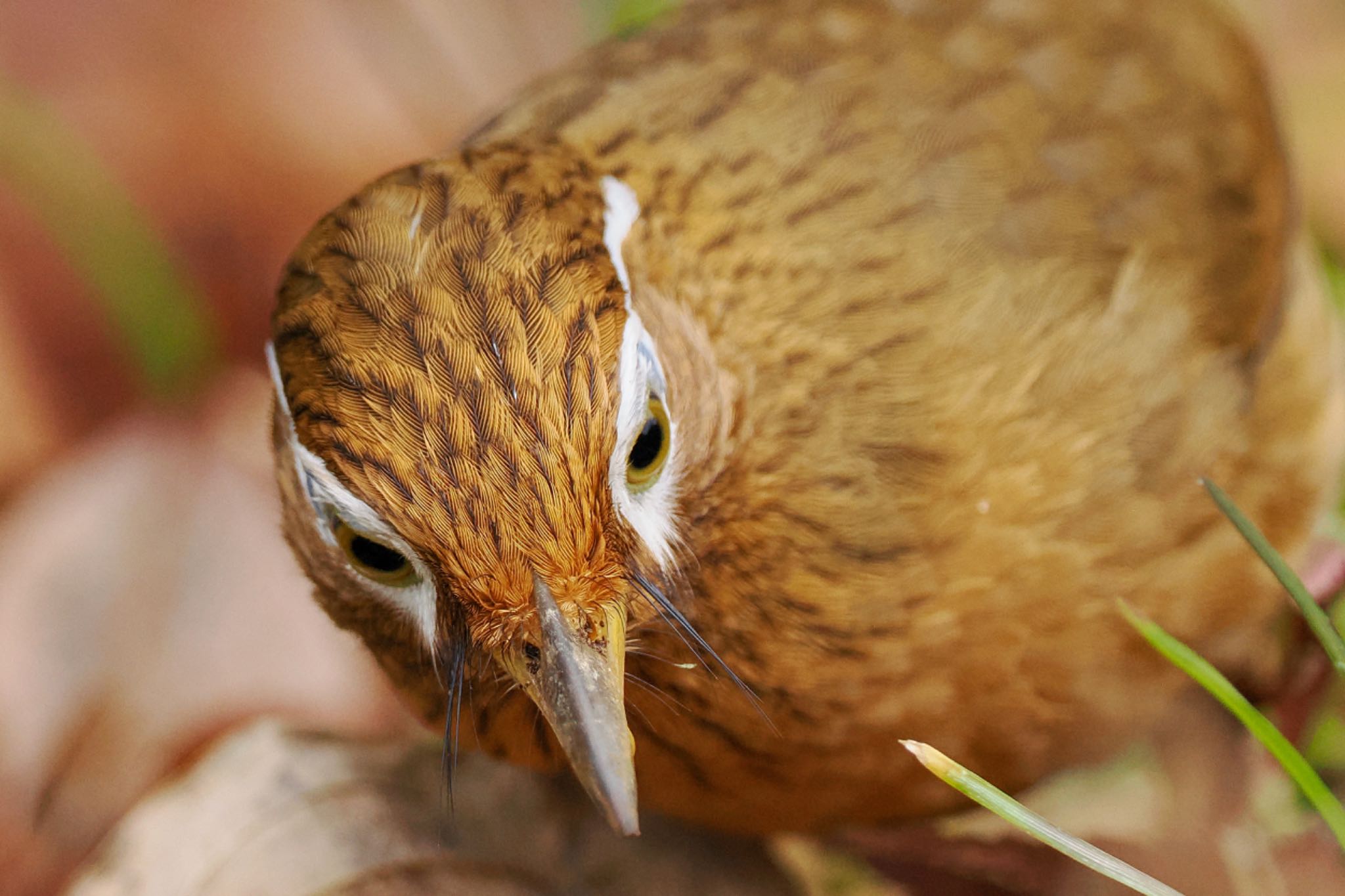 ガビチョウ