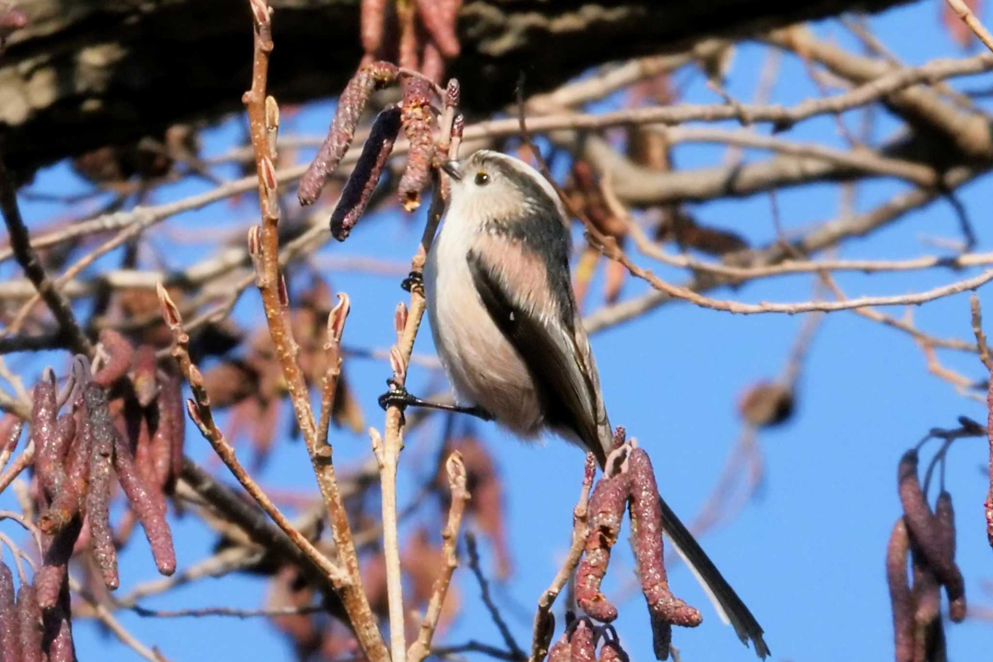 Long-tailed Tit