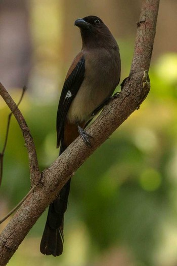 Grey Treepie 台北植物園 Thu, 3/29/2018