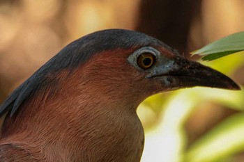 Malayan Night Heron 台北植物園 Thu, 3/29/2018