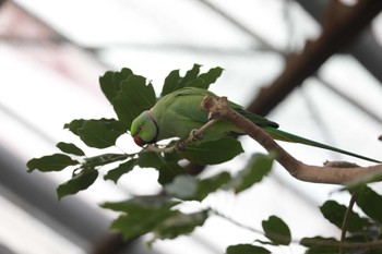 Indian Rose-necked Parakeet Unknown Spots Sun, 1/15/2023