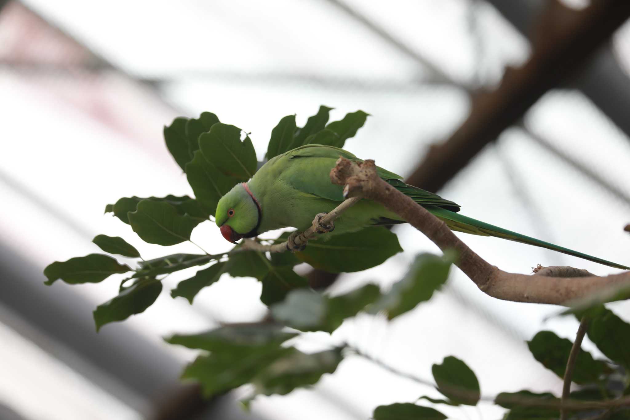  ワカケホンセイインコの写真 by My