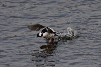 2023年1月13日(金) 多摩川の野鳥観察記録