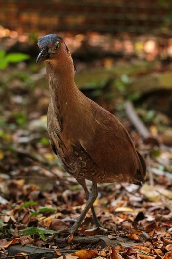 Malayan Night Heron 台北植物園 Thu, 3/29/2018