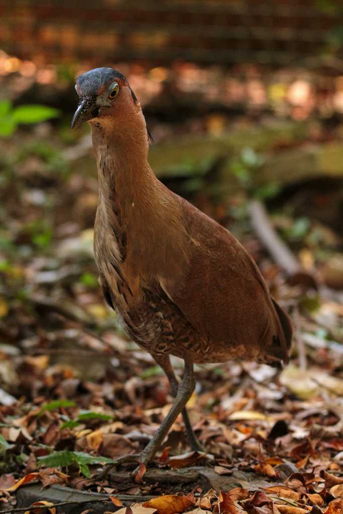 Photo of Malayan Night Heron at 台北植物園 by たかとん