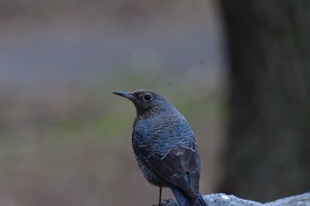 2023年1月13日(金) 新横浜公園の野鳥観察記録