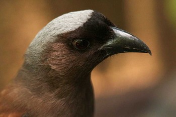 Grey Treepie 台北植物園 Thu, 3/29/2018