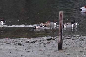 オナガガモ 長浜公園 2023年1月15日(日)