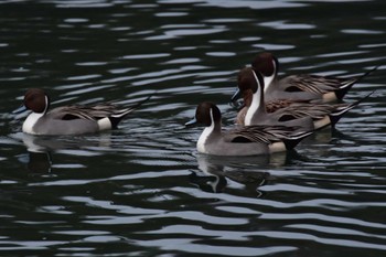 オナガガモ 長浜公園 2023年1月15日(日)