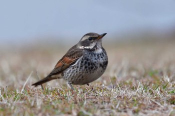 2023年1月15日(日) 長浜公園の野鳥観察記録