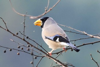 Japanese Grosbeak 豊田市昭和の森 Sat, 1/7/2023