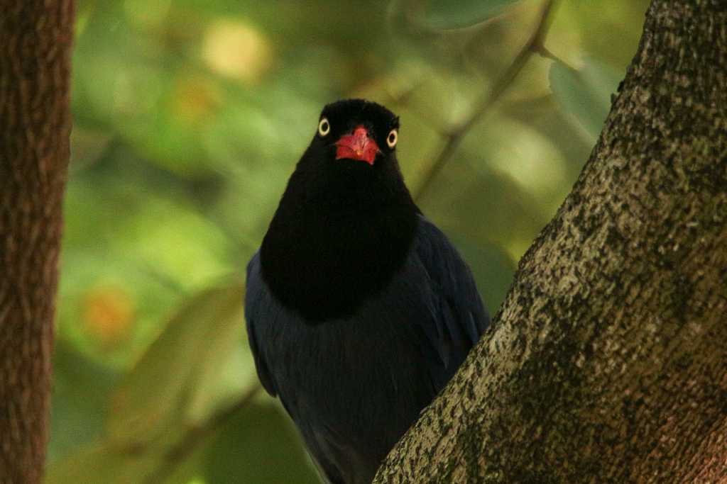 Photo of Taiwan Blue Magpie at 台北植物園 by たかとん