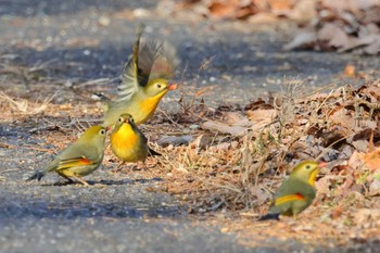 ソウシチョウ 豊田市昭和の森 2023年1月7日(土)