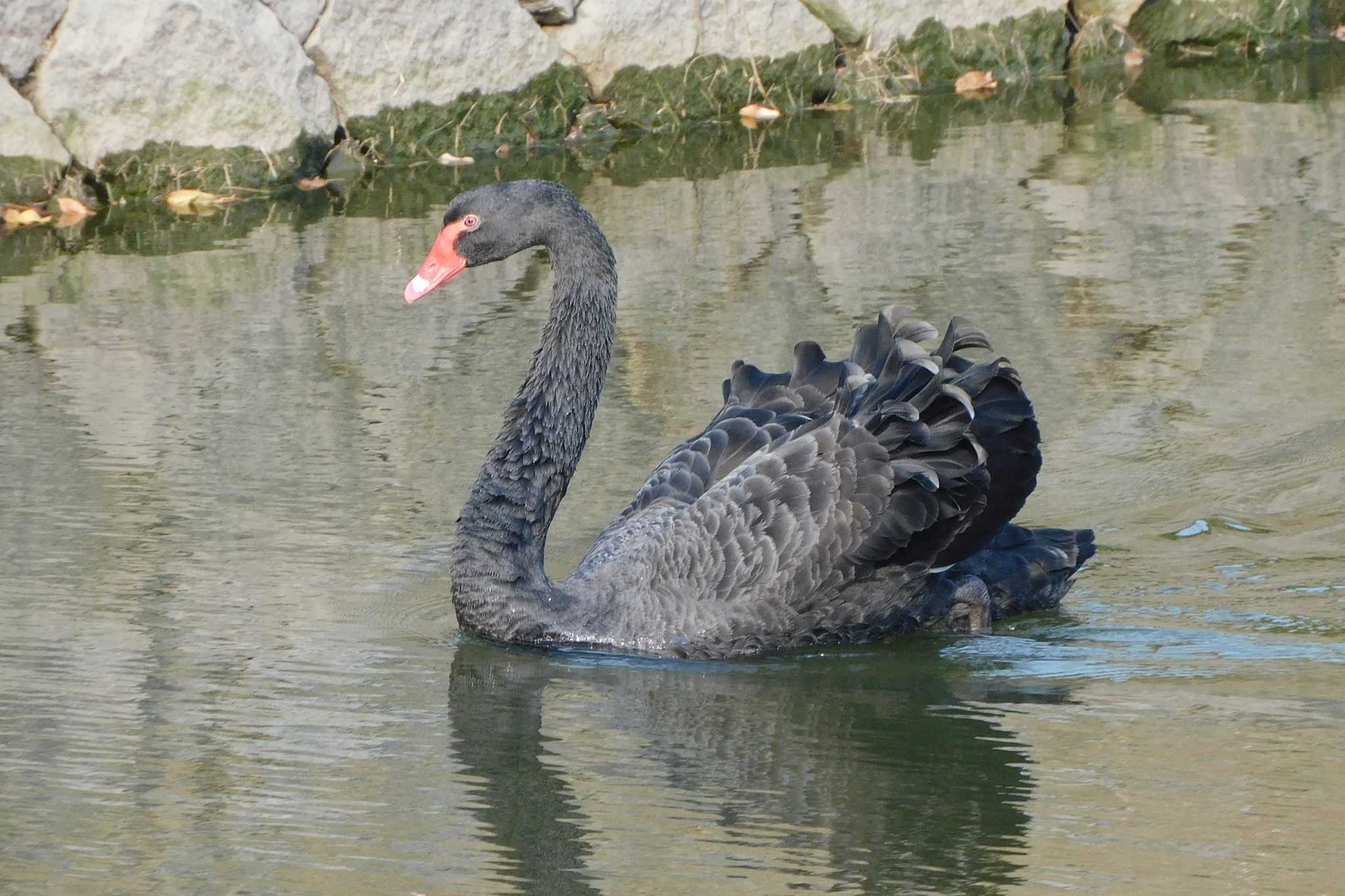 Photo of Black Swan at 丸亀城 by たっちゃんち