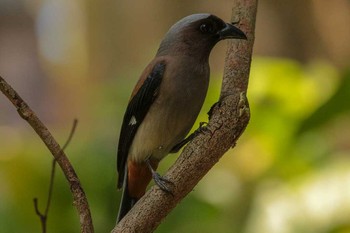 Grey Treepie 台北植物園 Thu, 3/29/2018