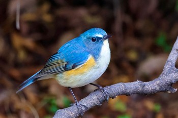 Red-flanked Bluetail 東京都 Fri, 1/6/2023