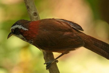 Streak-breasted Scimitar Babbler 台北植物園 Thu, 3/29/2018