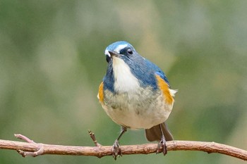 Sun, 1/15/2023 Birding report at 東京都立桜ヶ丘公園(聖蹟桜ヶ丘)