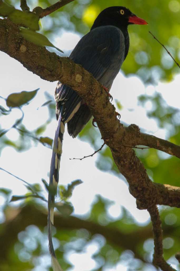 Taiwan Blue Magpie