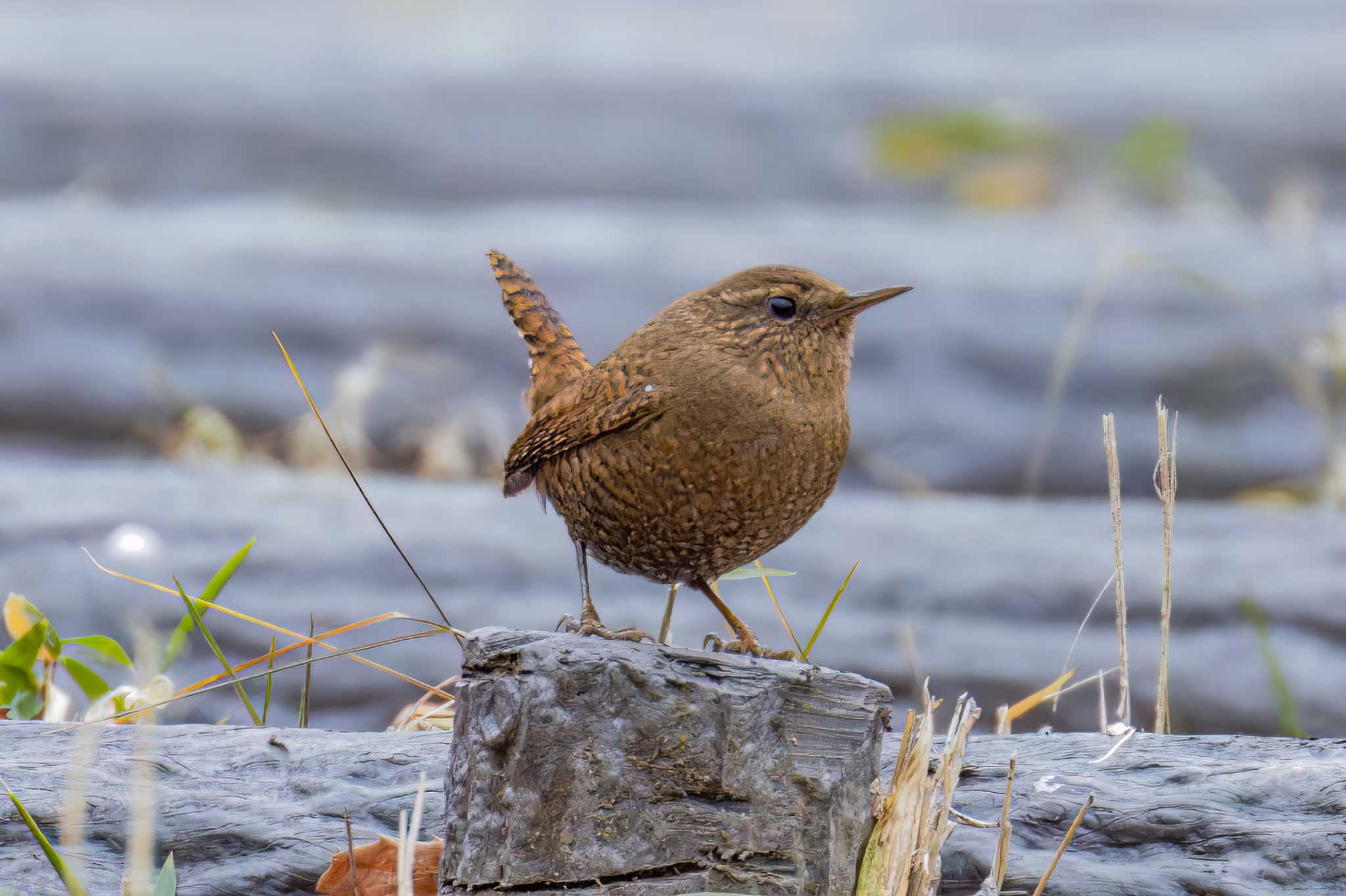 Photo of Eurasian Wren at Miyagi Kenminnomori by LeoLeoNya