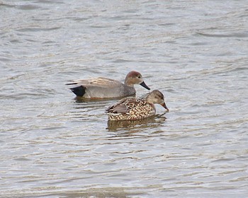 2023年1月16日(月) 大和川下流の野鳥観察記録