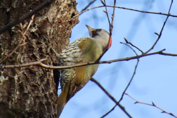 2023年1月16日(月) 京都御苑の野鳥観察記録