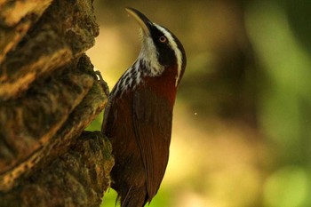 Streak-breasted Scimitar Babbler 台北植物園 Thu, 3/29/2018