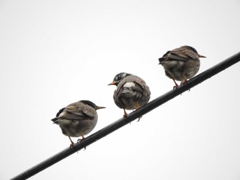 2023年1月16日(月) 妙正寺川の野鳥観察記録