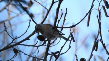 アトリ おいらせ町いちょう公園(青森県おいらせ町) 2023年1月12日(木)