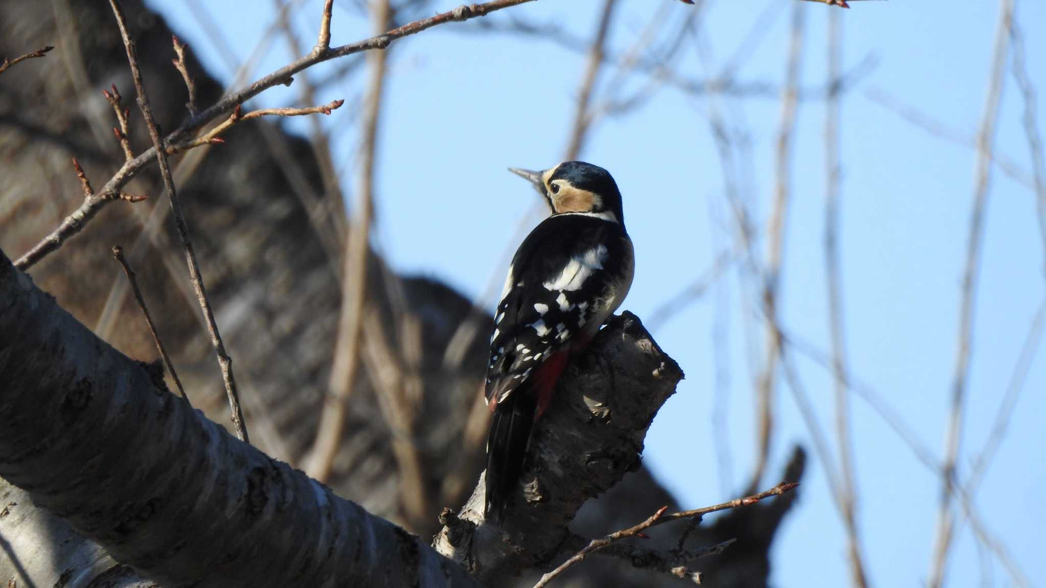 Photo of Great Spotted Woodpecker at おいらせ町いちょう公園(青森県おいらせ町) by 緑の風
