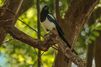 Eurasian Magpie 台北植物園 Thu, 3/29/2018