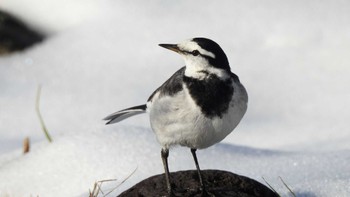 2023年1月12日(木) おいらせ町いちょう公園(青森県おいらせ町)の野鳥観察記録