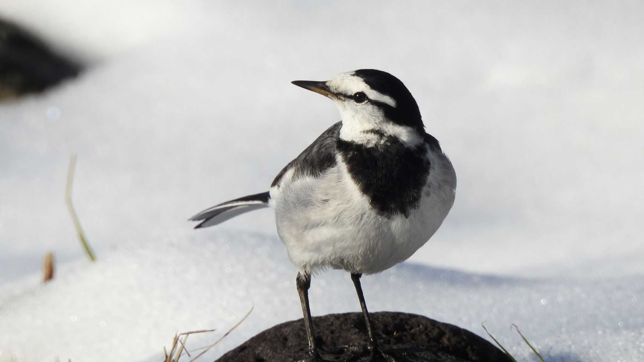 Photo of White Wagtail at おいらせ町いちょう公園(青森県おいらせ町) by 緑の風