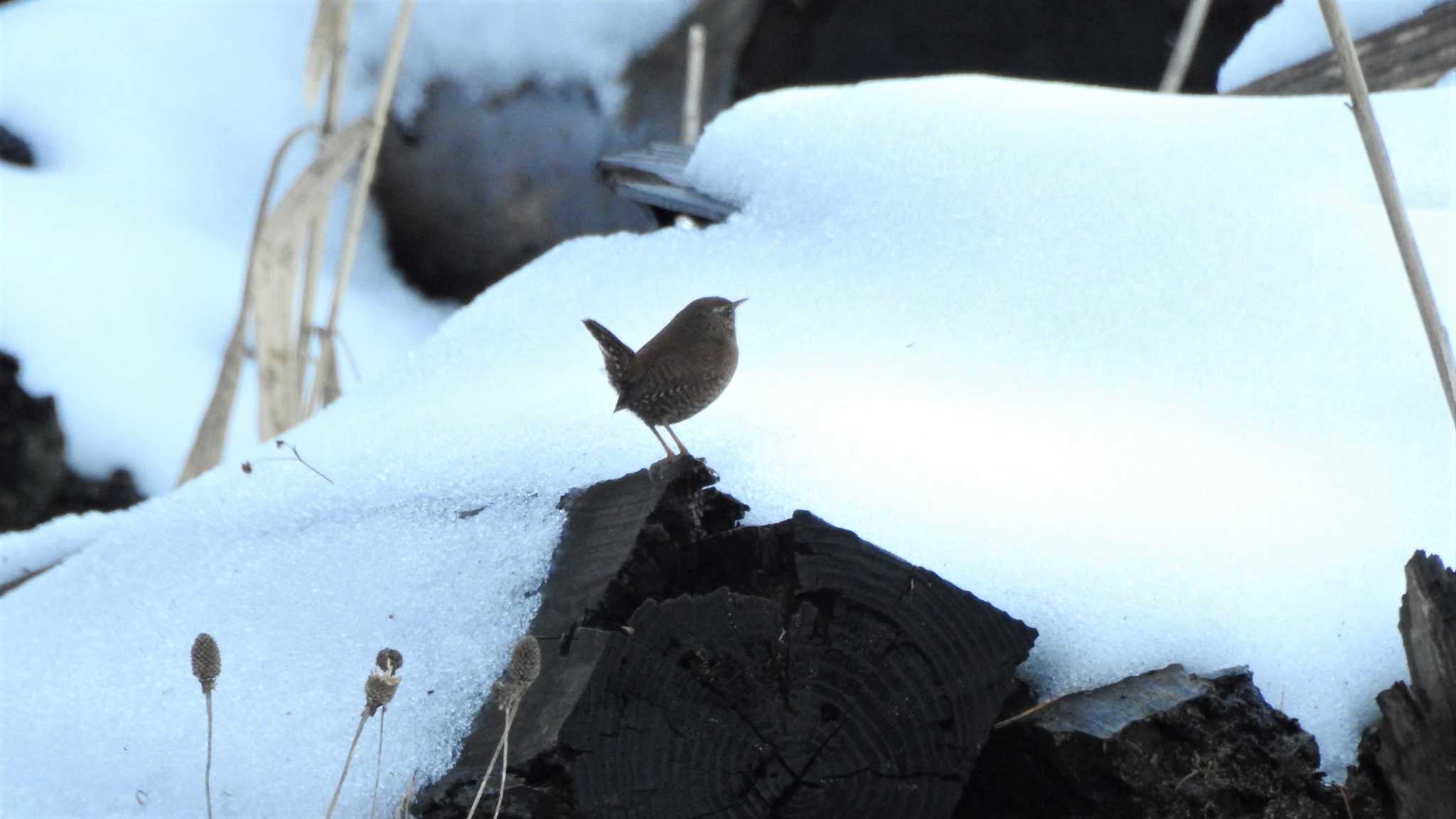 Photo of Eurasian Wren at おいらせ町いちょう公園(青森県おいらせ町) by 緑の風