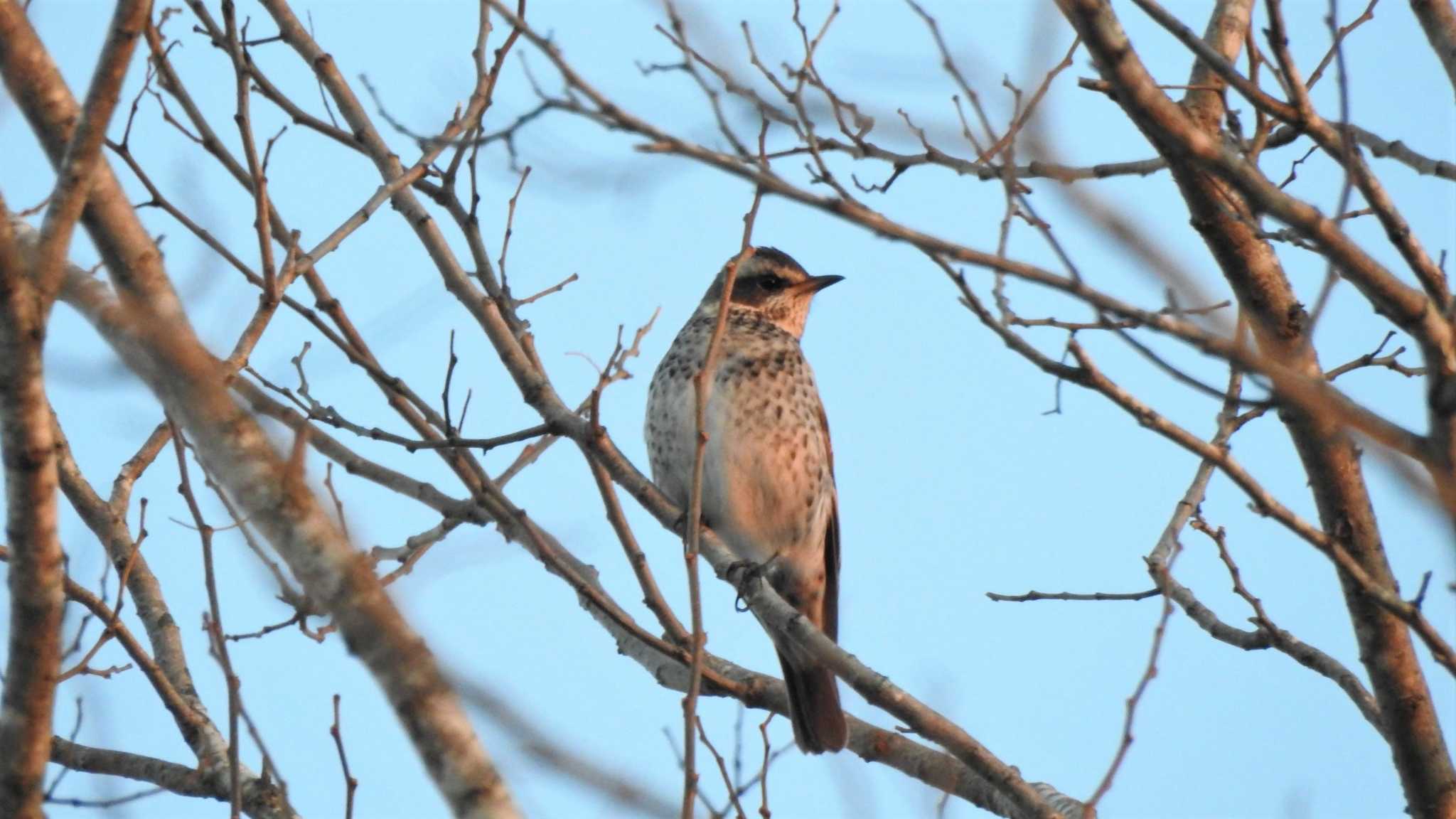 Photo of Dusky Thrush at おいらせ町いちょう公園(青森県おいらせ町) by 緑の風