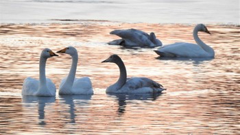 オオハクチョウ おいらせ町いちょう公園(青森県おいらせ町) 2023年1月12日(木)