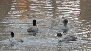 オオバン おいらせ町いちょう公園(青森県おいらせ町) 2023年1月13日(金)