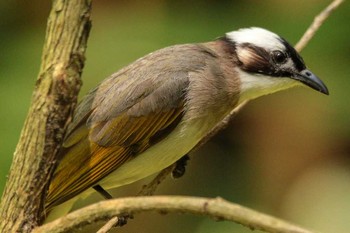 タイワンシロガシラ 台北植物園 2018年3月29日(木)