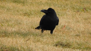 ハシブトガラス おいらせ町いちょう公園(青森県おいらせ町) 2023年1月13日(金)