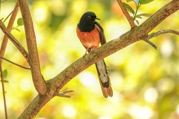 White-rumped Shama 台北植物園 Thu, 3/29/2018