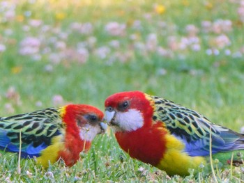 Eastern Rosella Royal Tasmanian Botanic Gardens(Hobart) Sun, 1/8/2023