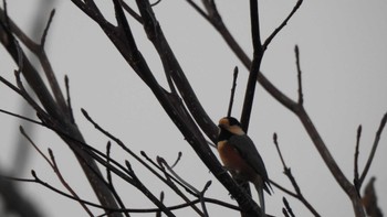 2022年11月28日(月) 南部山健康運動公園(青森県八戸市)の野鳥観察記録