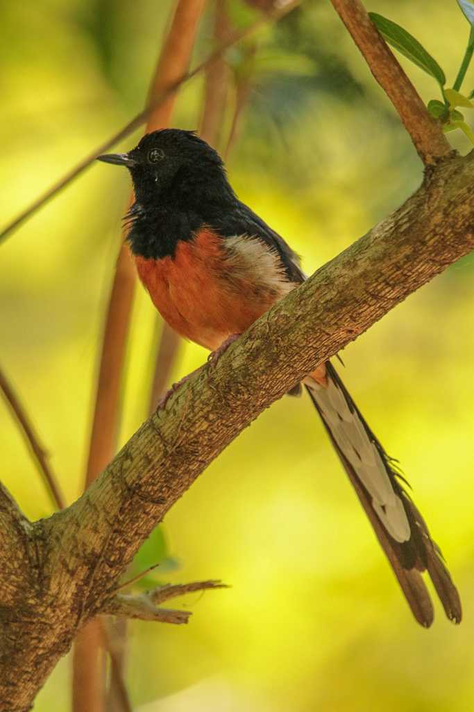 White-rumped Shama